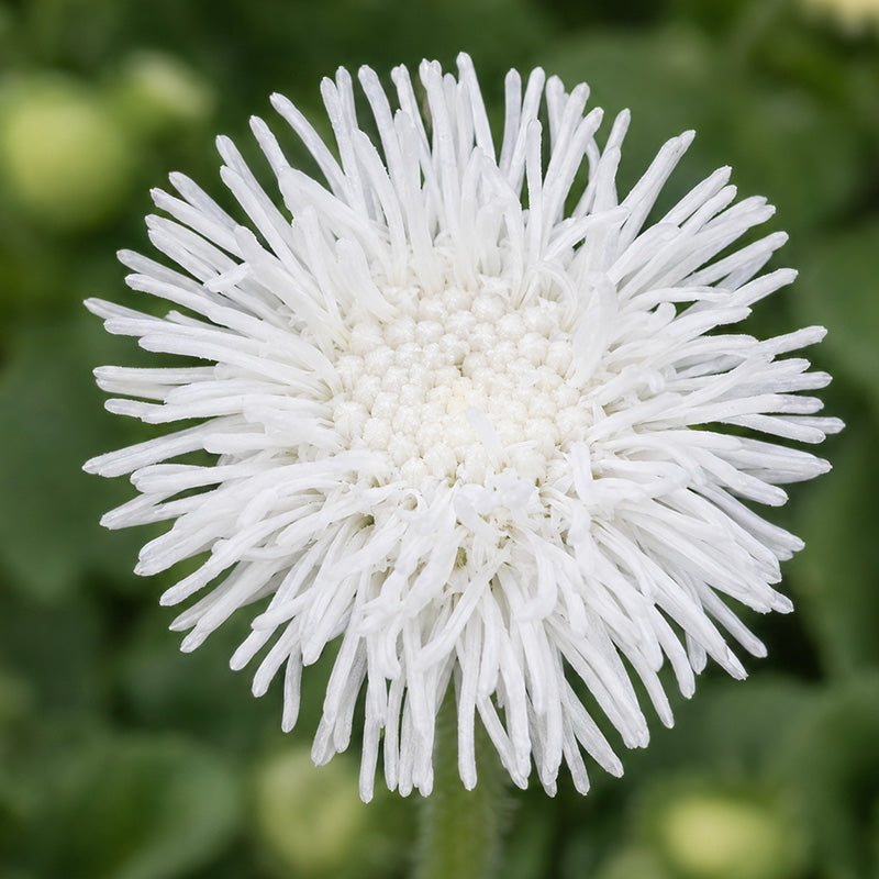 White Floss Flower (Ageratum) Seeds.