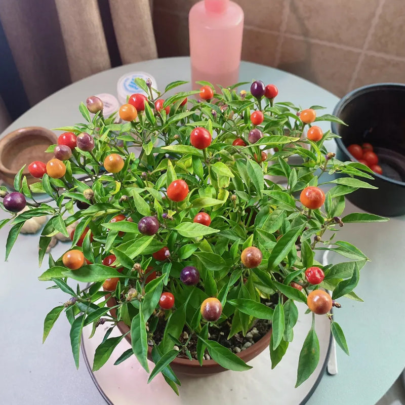 Chinese Five-Color Pepper Ornamental Pepper