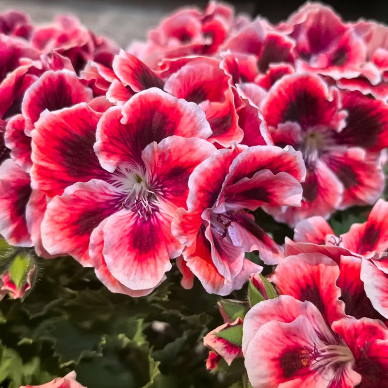 Red and White Blossom Geranium Seeds