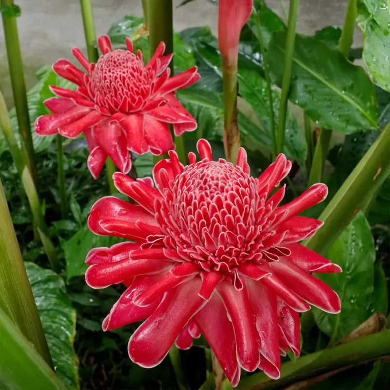 Porcelain rose seeds Etlingera elatior Torch Ginger