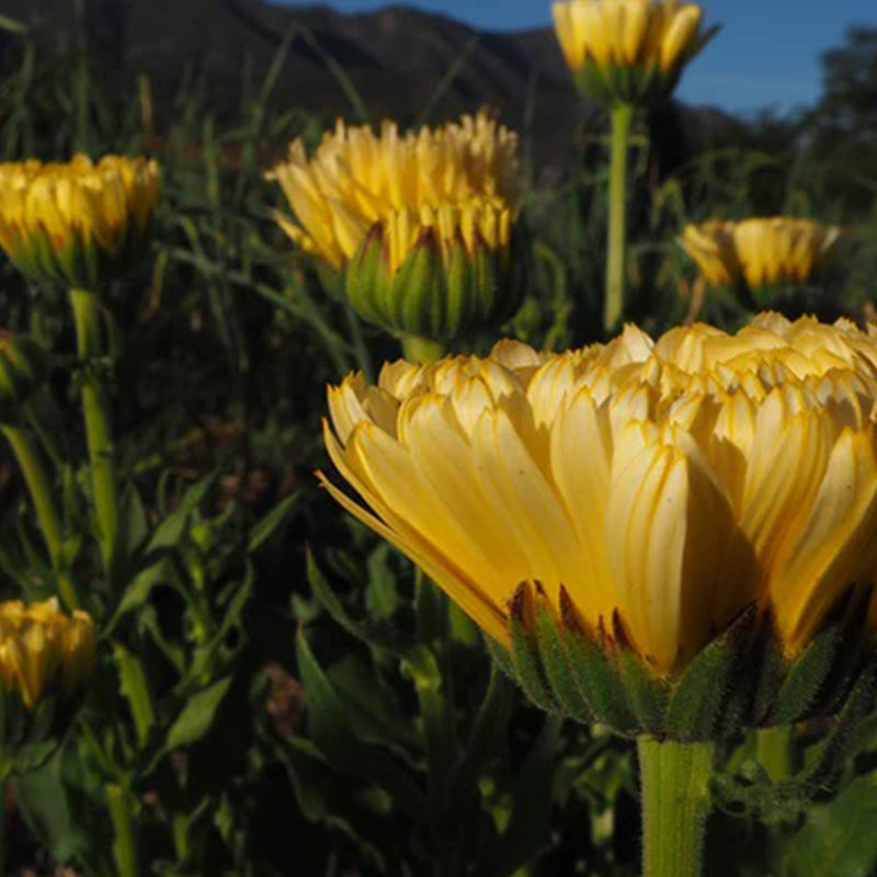Sorbete de limón y caléndula