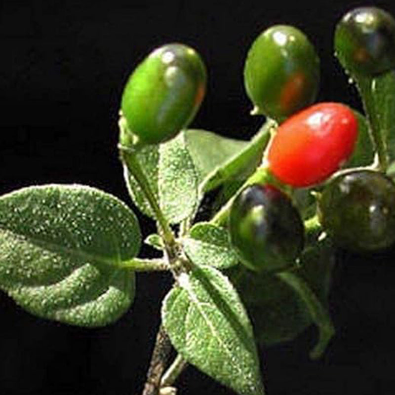 Pimientos Piquín - Pequeños pimientos de un rojo brillante - ¡¡Tienen un gran impacto!!