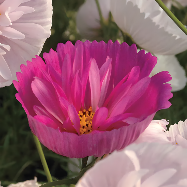 Cosmos bipinnatus 'Cupcakes and Saucers Mix' Seeds