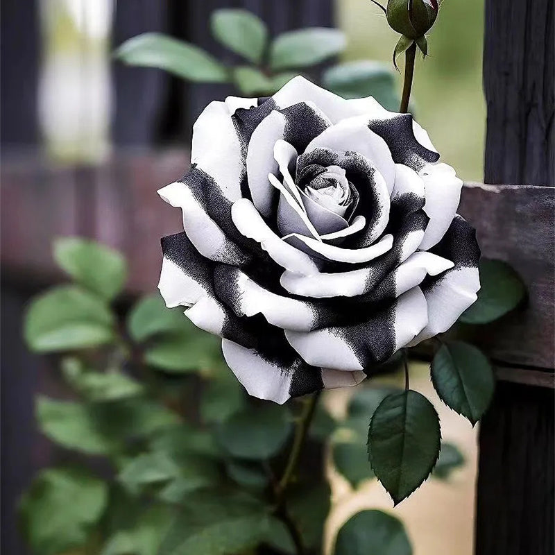 Rosas gemelas blancas y negras raras