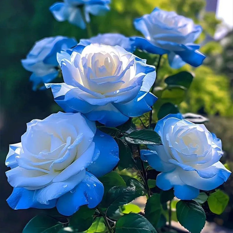 Semillas de rosa azul hielo rotas - Raras