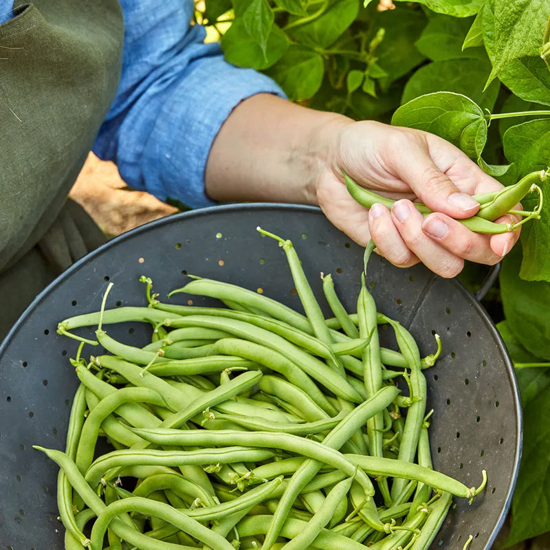 Bean, Bush, Blue Lake 274