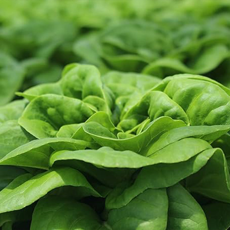 Semillas de lechuga buttercrunch: semillas de hortalizas para plantar