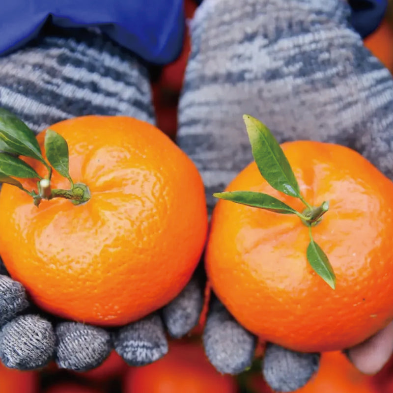 Red Tangerine Seeds-Sweet, Juicy, Abundant Harvests