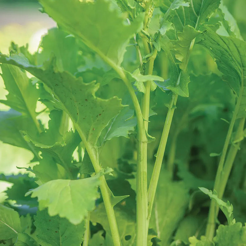 Broccoli Raab, Spring