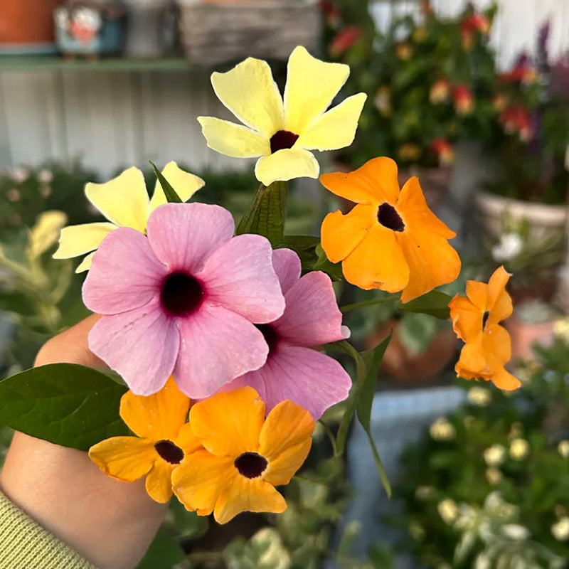 Black-Eyed Susan Vine Seeds - Orange & Pink Mix