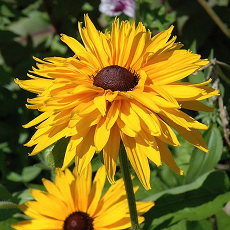 Classic Black-Eyed Susan Seeds - Golden Yellow