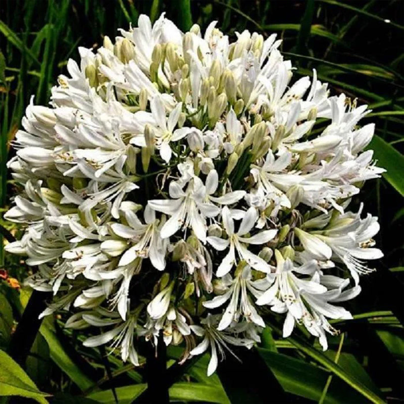 Agapanthus africanus 'Albus'