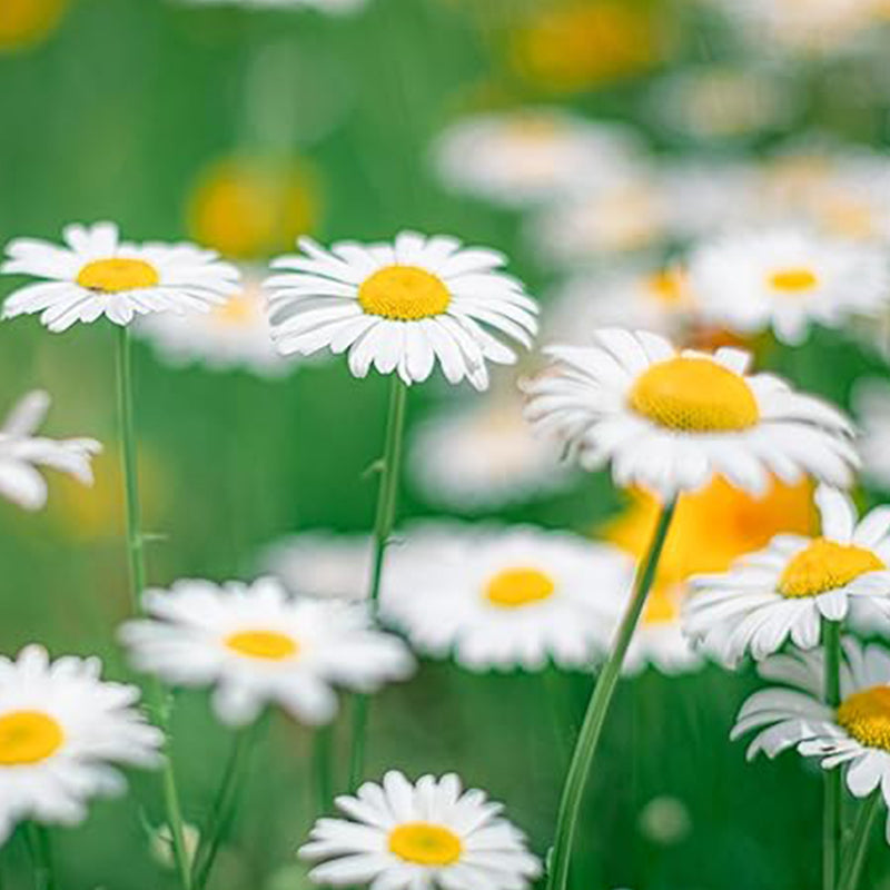 Semillas de flores de margarita Shasta de Alaska para plantar