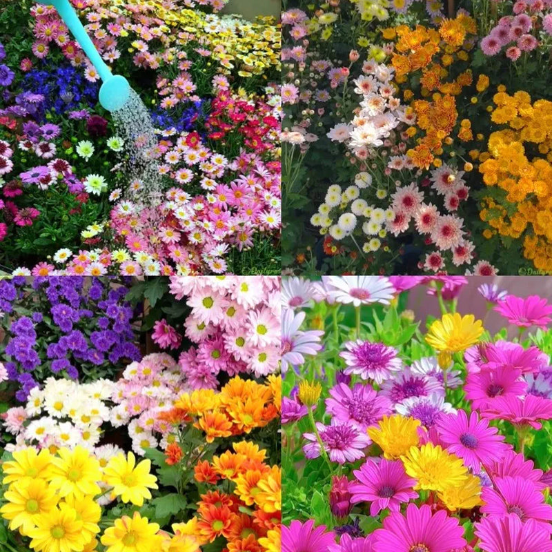 Grupo de semillas de flores de piretro de colores variados: cuatro estaciones