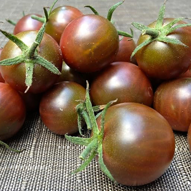 Tomate Cherry Negro Vegetal Para Plantar Sin OGM