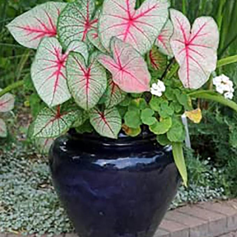 Florida Sweetheart Caladium Pink Strap Large Root Stunning Pink Foliage
