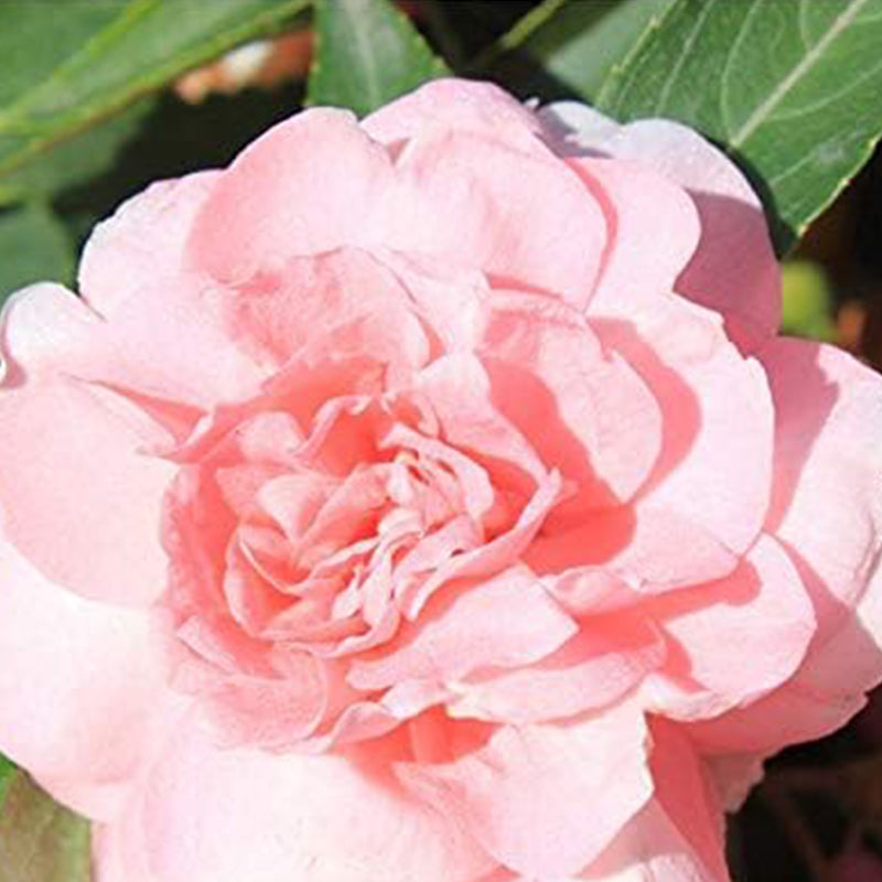 Impatiens mixtas Balsamina Balsam Camelia Impatiens Semillas Flor doble No me toques