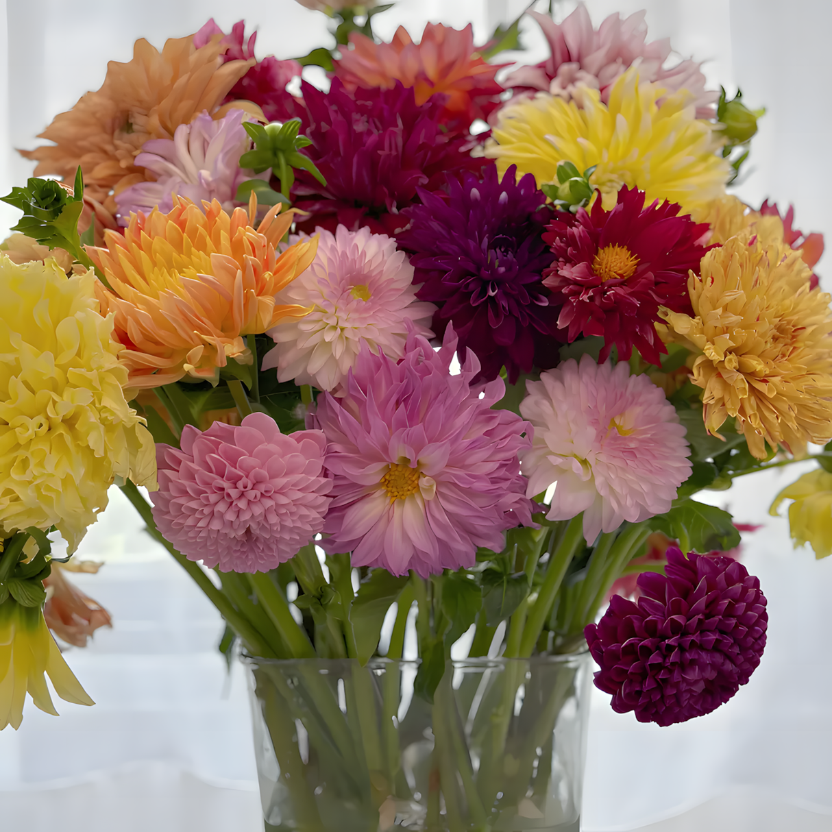 Dahlia Double Blend Rainbow Seeds