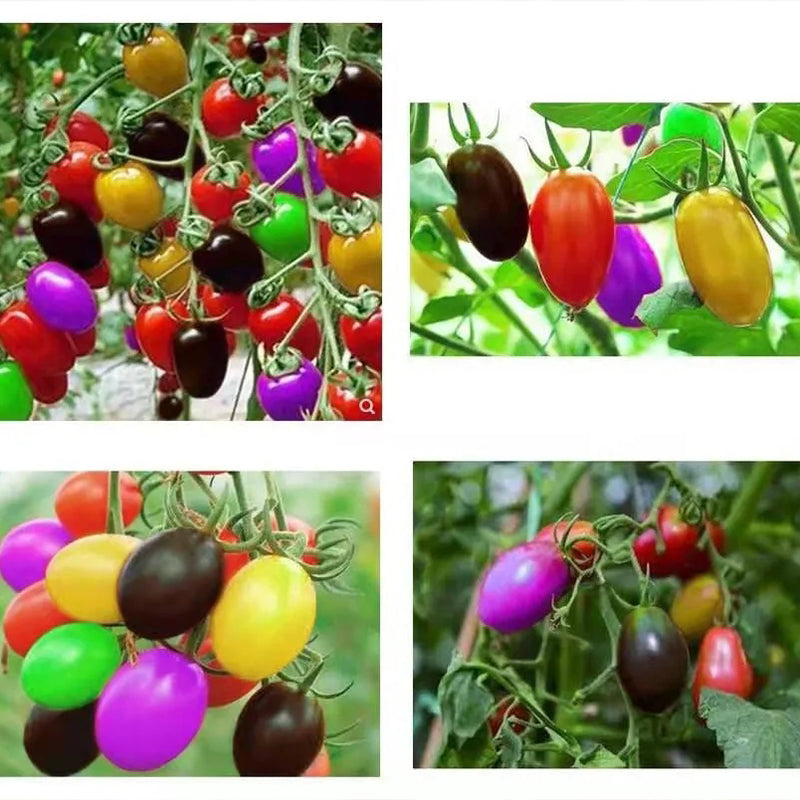Colorful Cherry Tomatoes Seeds