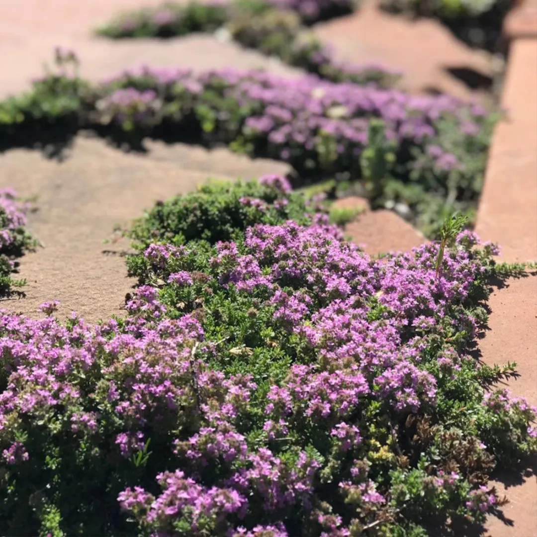 Creeping Thyme Seeds