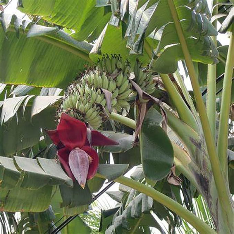 Musa Acuminata, Árbol frutal de plátano Planta de interior enana Fruta dulce Salud verde Crece en jardín y macetas Jardinería