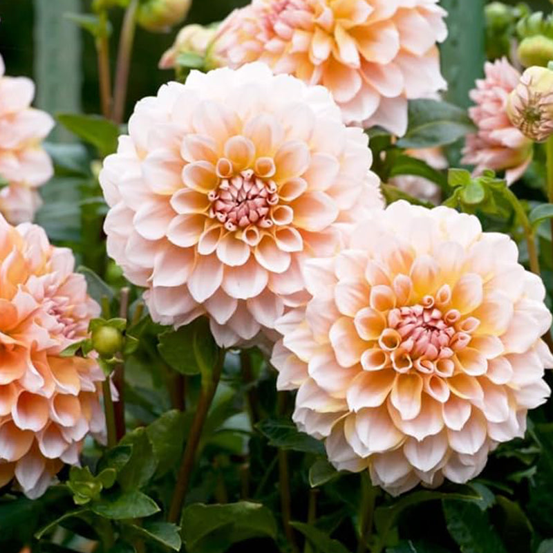 Semillas de flores de dalia perenne Pompon para plantar al aire libre: las semillas de dalia atraen abejas y mariposas