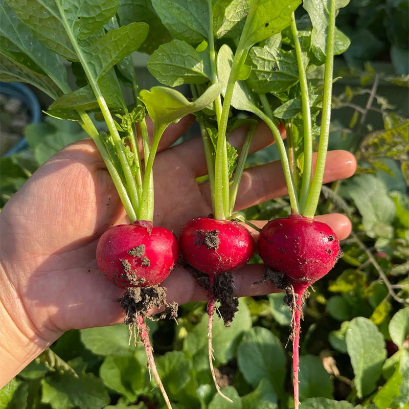 Cherry Belle Radish Seeds