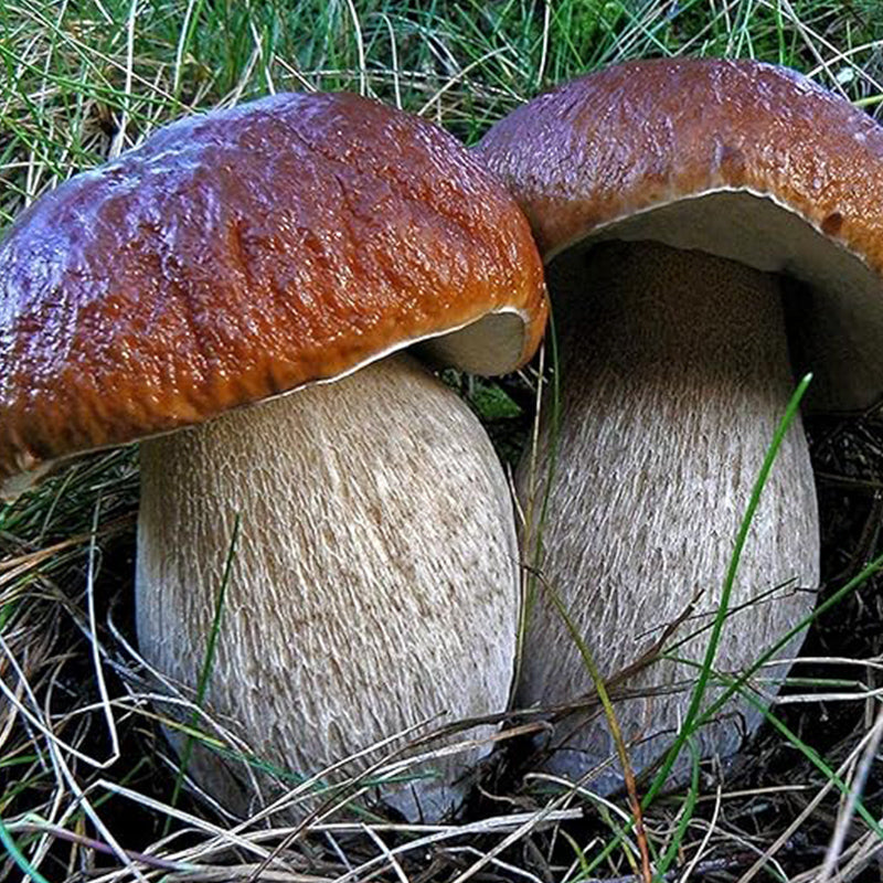 Kit de esporas secas de micelio de hongo porcini real Bolete para plantar sin OGM