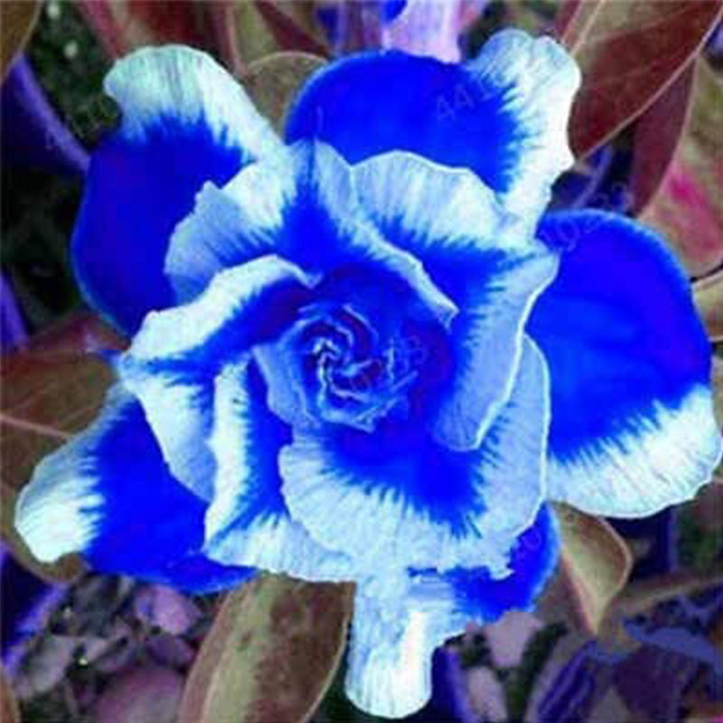 Blue White Desert Rose Adenium Flower Seeds