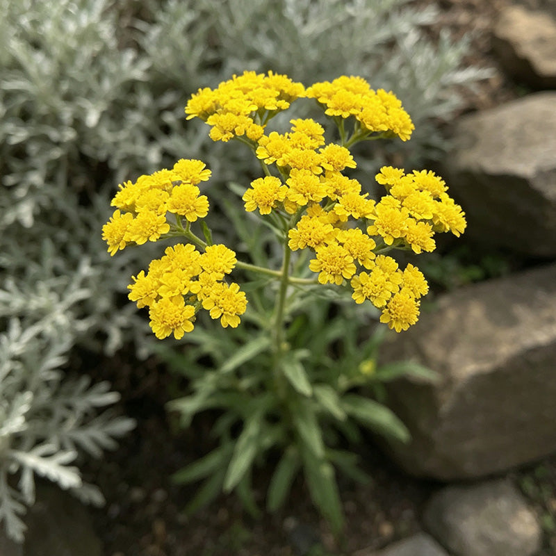 Golden Yarrow (Achillea filipendulina) Seeds