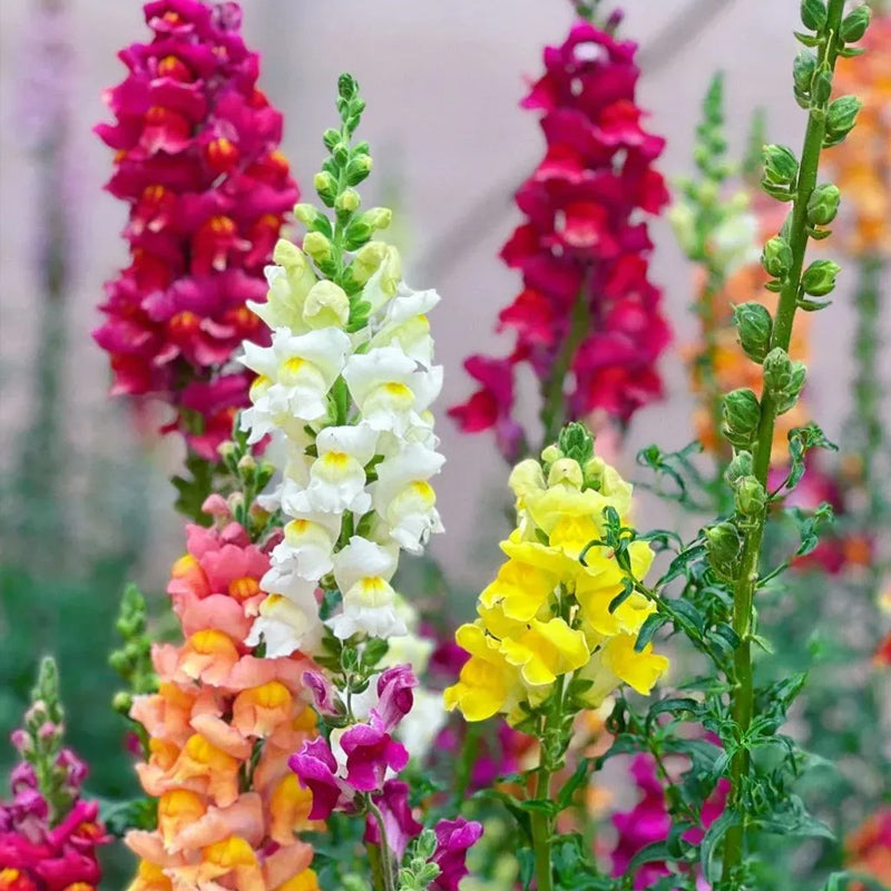 Mixed Color Cut Snapdragon flower Seeds