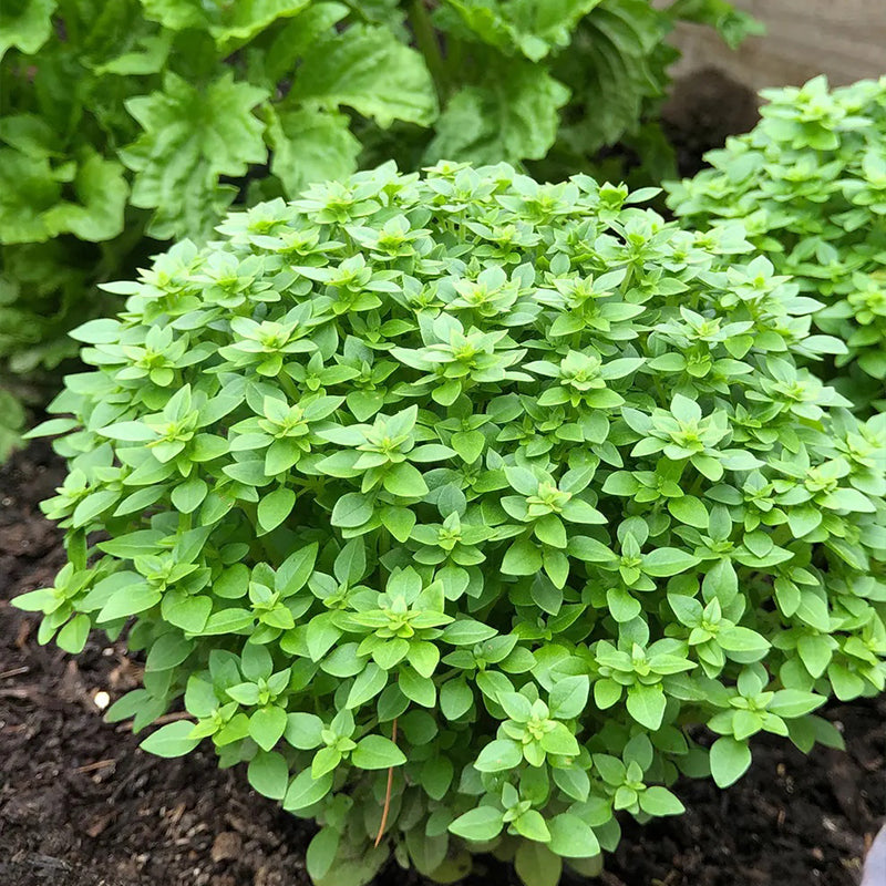 Basil, Boxwood