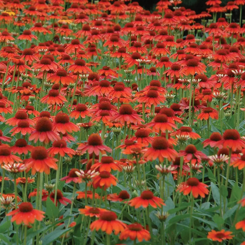 Echinacea, Sombrero Hot Coral