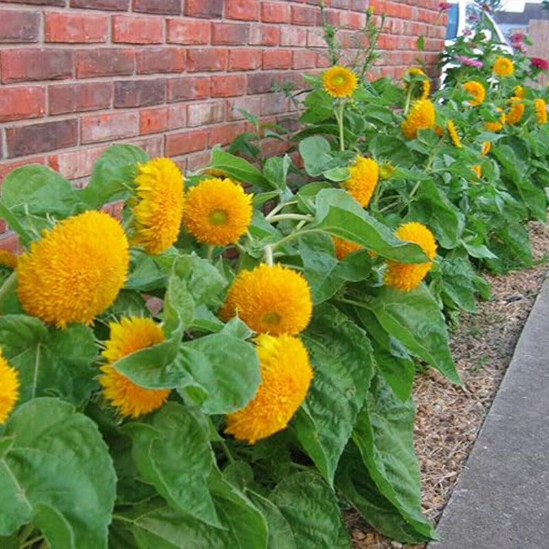 Semillas de girasol para plantarSemillas de girasol con forma de osito de peluche para plantar en huertos familiares