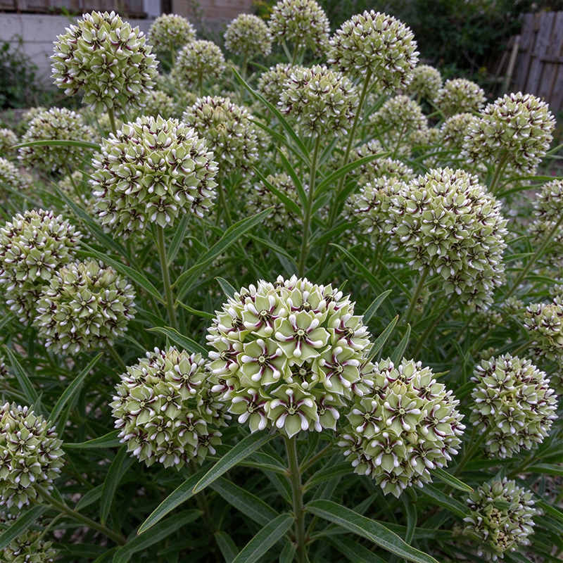 Antelope Horns Milkweed Seeds Perennial Bushy Bicolor for Pollinator Gardens