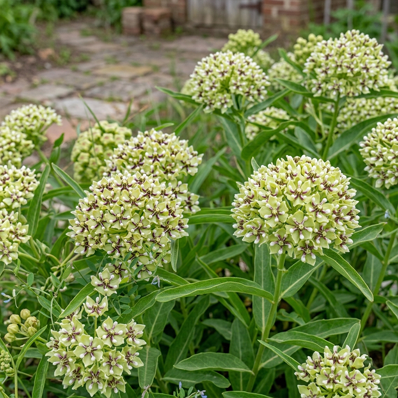 Green Milkweed Seeds Perennial Bushy Bicolor for Pollinator Gardens