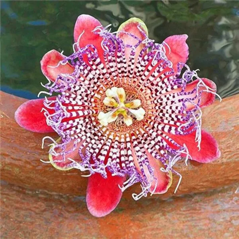 Egrow Passion Flower Seeds Garden Rare Passiflora Incarnata Fruit Plants Seeds
