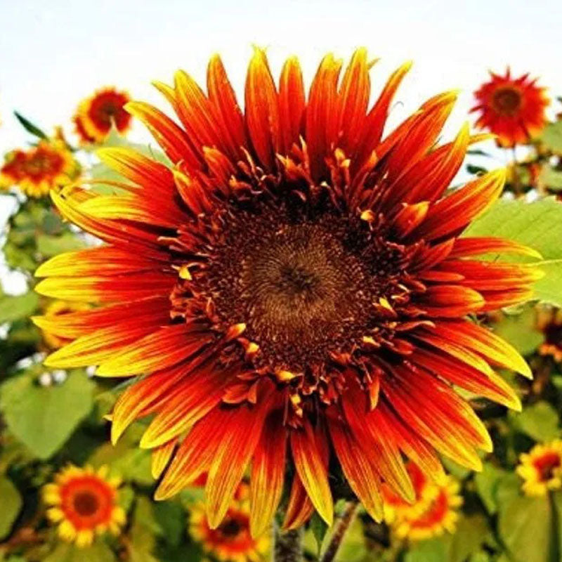 Joker Sunflower Seeds