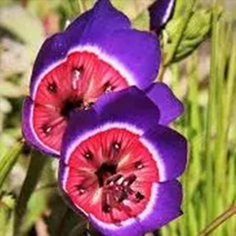 Radianes de Geissorhiza