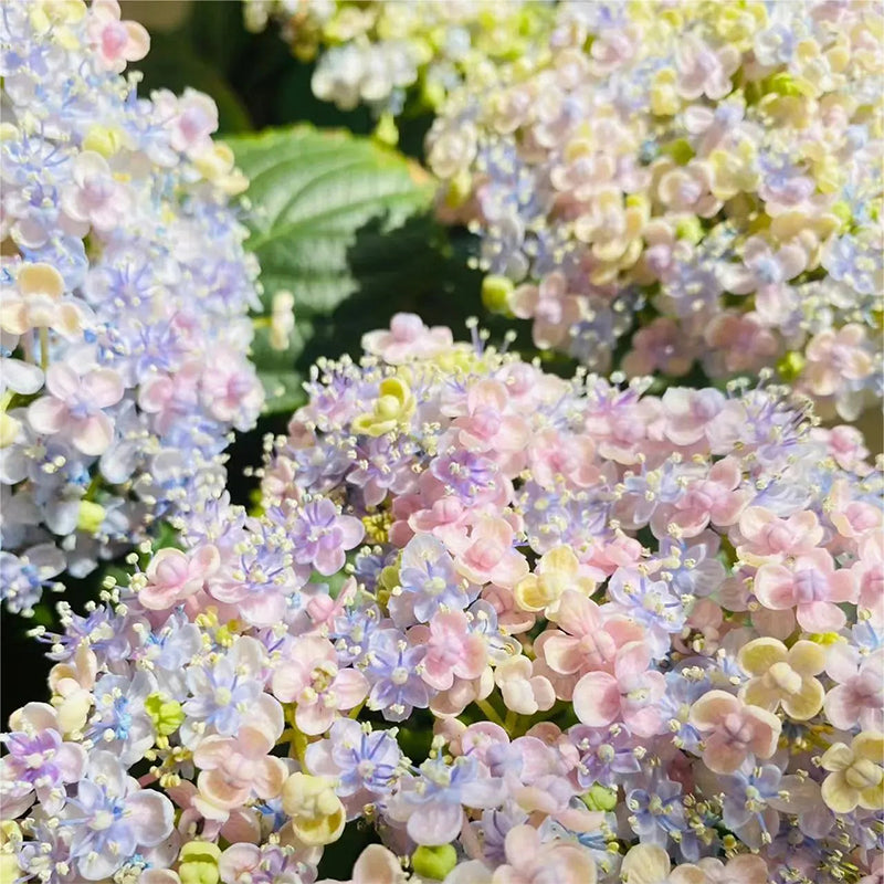 Ayesha Hydrangea macrophylla