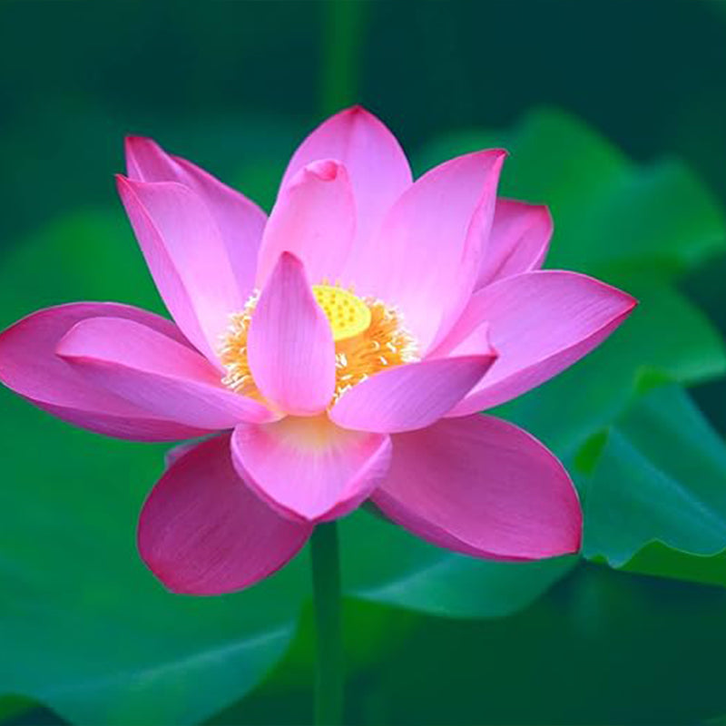 Semillas de loto en cuenco Semillas de loto para bonsái Semillas de plantas acuáticas Semillas de flores de nenúfar