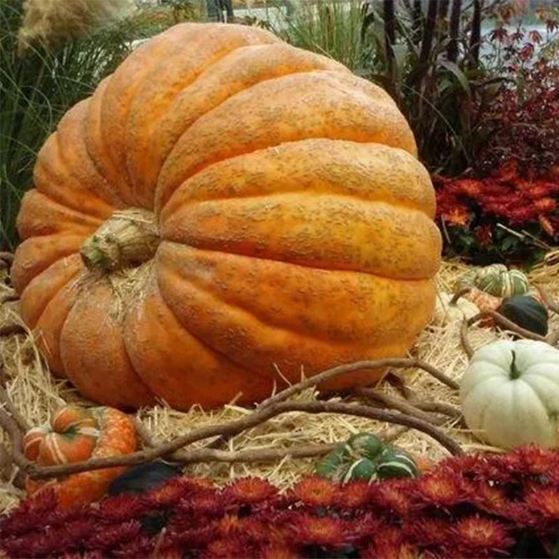 Calabaza alce grande