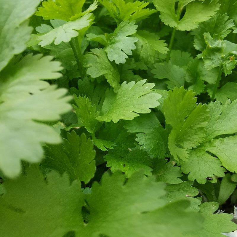 Broccoli Raab, Spring