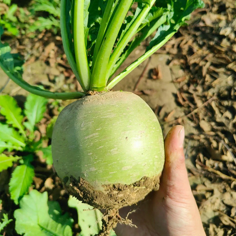 False-Watermelon Radish Seeds