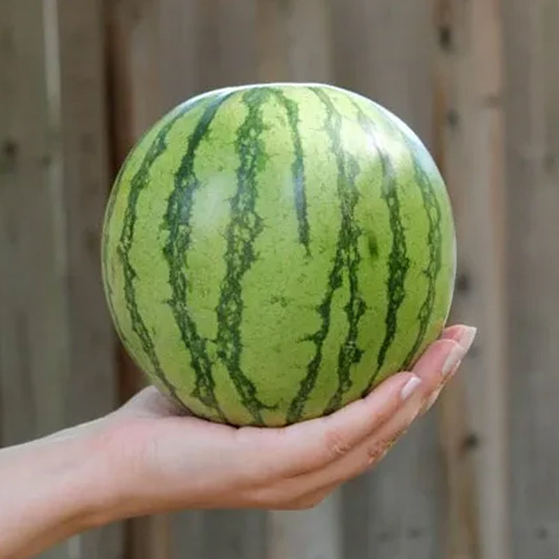 Semillas de sandía - Amarilla Petite