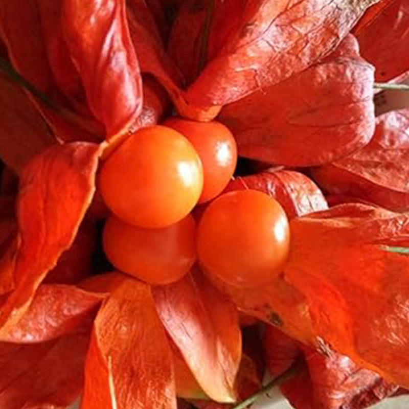 Cape Gooseberry Seeds Ground Cherry Rare Fall Fruit