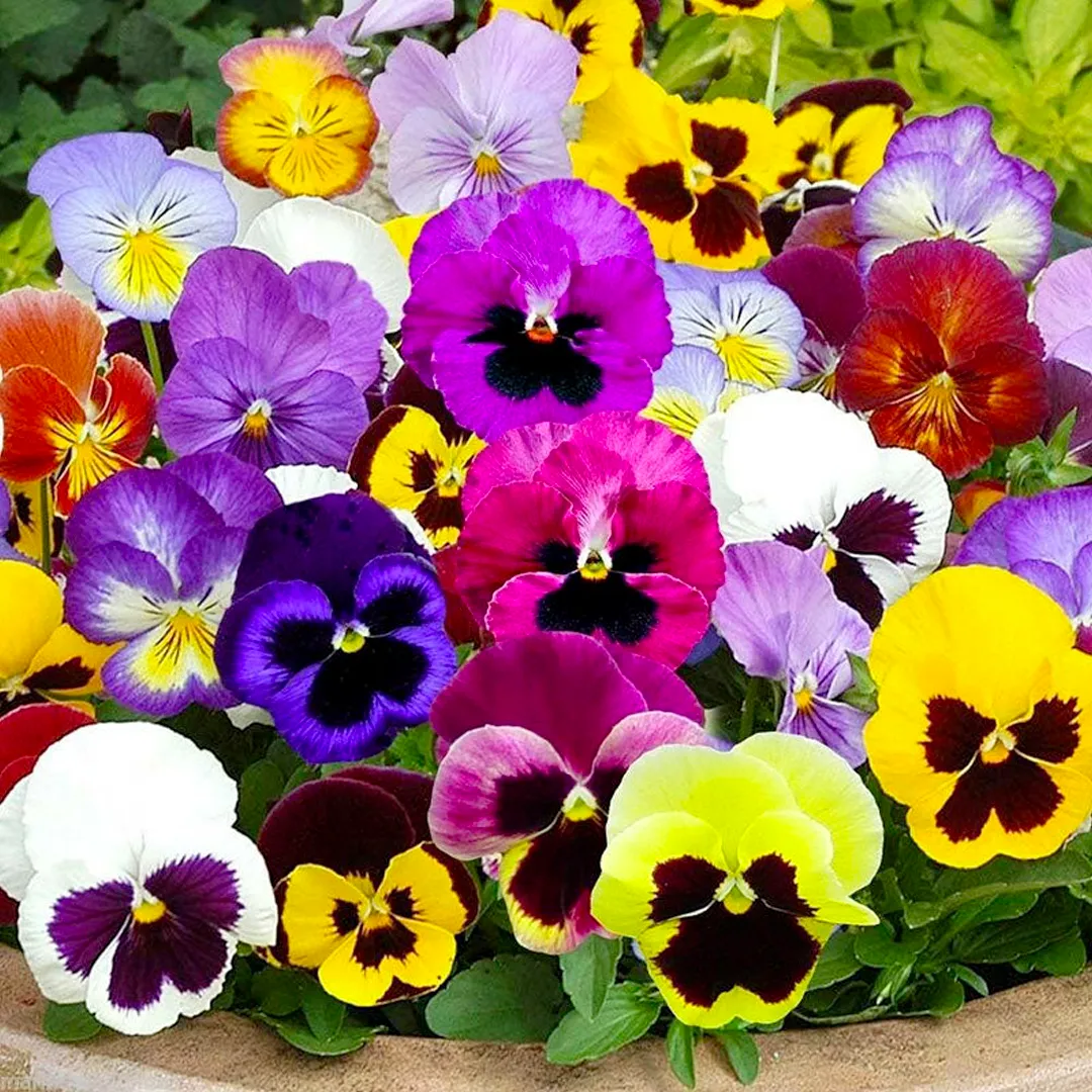 Mix Pansy Seeds