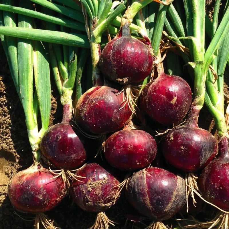 Purple Fruit Onion Vegetable Seeds