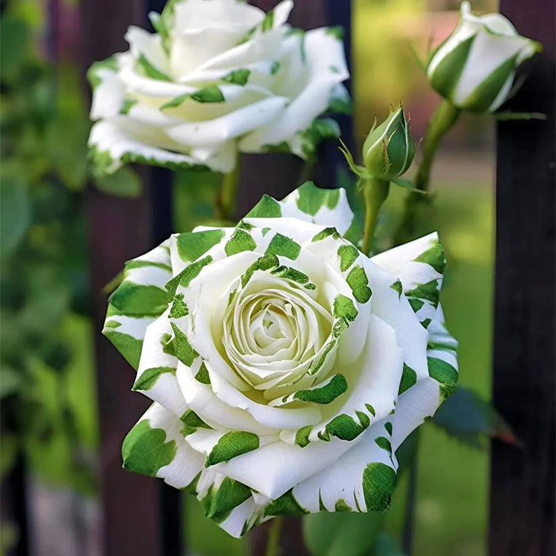 Rosas gemelas blancas y verdes raras