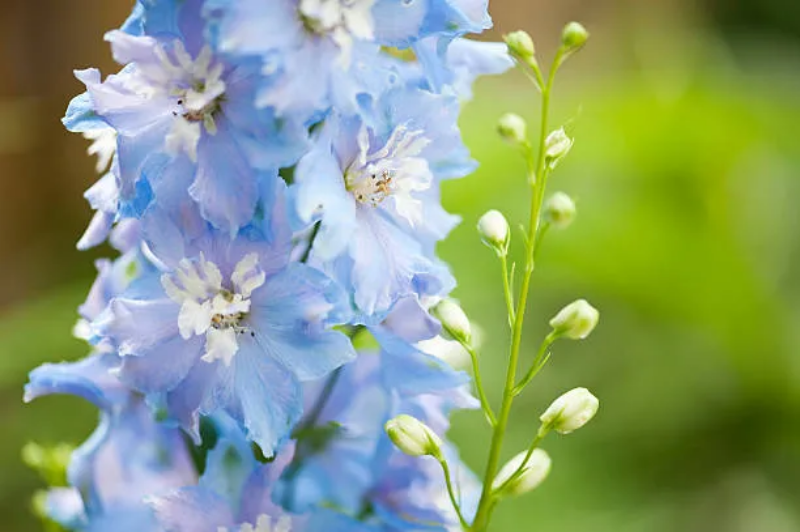 Baby Blue Larkspur Seeds